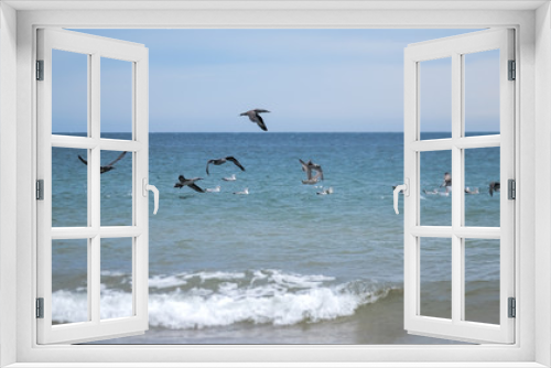 Fototapeta Naklejka Na Ścianę Okno 3D - Gannet juveniles flying past seagulls on the ocean near the shore
