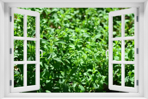 Fototapeta Naklejka Na Ścianę Okno 3D - Stevia rebaudiana Bertoni