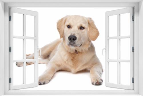 Fototapeta Naklejka Na Ścianę Okno 3D - yellow Retriever Labrador dog