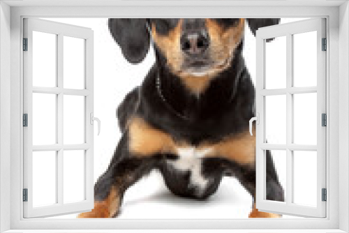 Fototapeta Naklejka Na Ścianę Okno 3D - mixed breed dog, half Appenzeller Sennenhund