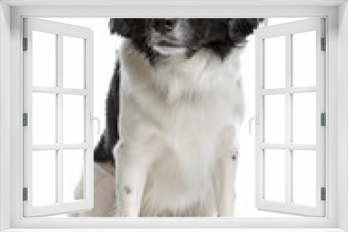 Fototapeta Naklejka Na Ścianę Okno 3D - Stabyhoun or Frisian Pointing Dog