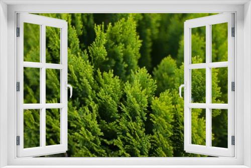 Fototapeta Naklejka Na Ścianę Okno 3D - background of green branches