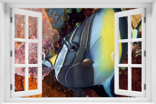 Fototapeta Naklejka Na Ścianę Okno 3D - tropical fish on coral reef