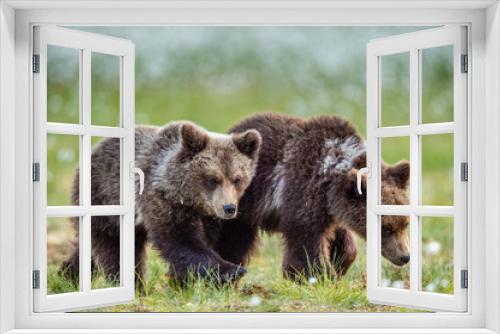 Fototapeta Naklejka Na Ścianę Okno 3D - Cubs of brown bear in te summer forest. Natural habitat. Scientific name: Ursus Arctos Arctos. Summer green forest background.