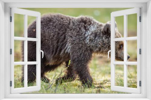 Fototapeta Naklejka Na Ścianę Okno 3D - Juvenile Brown Bear in the summer forest. Green forest natural background. Scientific name: Ursus arctos. Natural habitat.