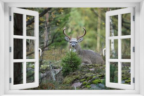 Fototapeta Naklejka Na Ścianę Okno 3D - white tailed deer