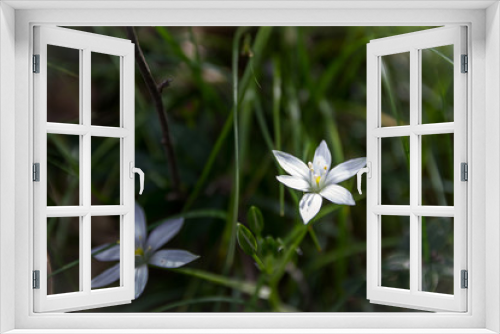 Fototapeta Naklejka Na Ścianę Okno 3D - Flores salvajes en reserva ecologica