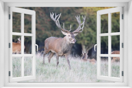 Fototapeta Naklejka Na Ścianę Okno 3D - Red deer - Rutting season