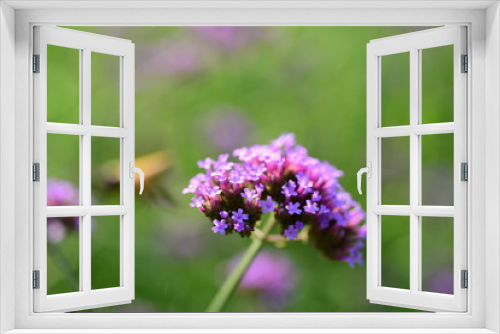 Fototapeta Naklejka Na Ścianę Okno 3D - Purple flowers and bees in the park