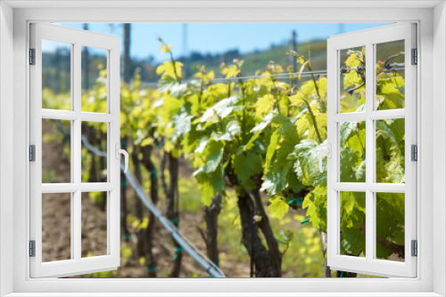 Fototapeta Naklejka Na Ścianę Okno 3D - Vineyards in Sicily
