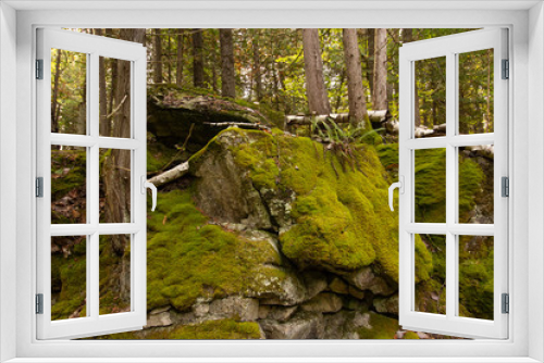 Fototapeta Naklejka Na Ścianę Okno 3D - Fern and Moss-covered Rock