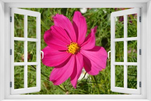 Fototapeta Naklejka Na Ścianę Okno 3D - コスモスの花(赤)のクローズアップ
