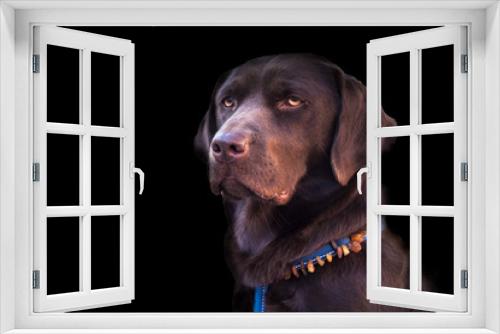 Fototapeta Naklejka Na Ścianę Okno 3D - Porträt eines Labradors