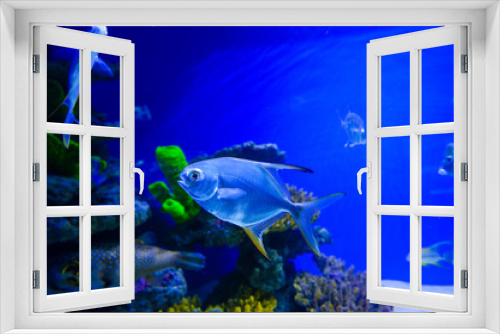 Fototapeta Naklejka Na Ścianę Okno 3D - tropical sea fish