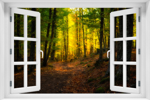 Fototapeta Naklejka Na Ścianę Okno 3D - Bosque en otoño con luz del sol