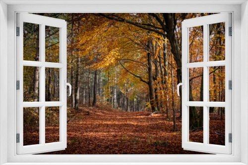 Fototapeta Naklejka Na Ścianę Okno 3D - Empty road in colorful autumn forest