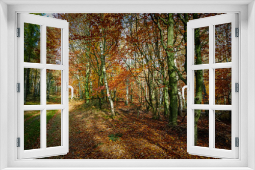 Fototapeta Naklejka Na Ścianę Okno 3D - Empty road in colorful autumn forest