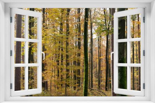 Fototapeta Naklejka Na Ścianę Okno 3D - Close up beautiful German mixed coniferous forest. Broadleaf trees with its green yellow orange red autumn leaves, conifers(pine, spruches, larches, firs) tree trunks.