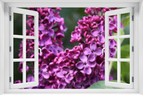 Fototapeta Naklejka Na Ścianę Okno 3D - purple flowers in the garden