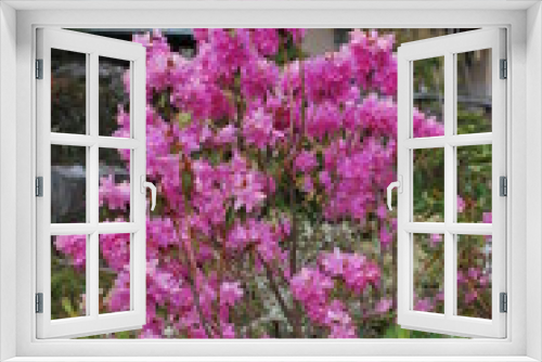 Fototapeta Naklejka Na Ścianę Okno 3D - 満開のヨシノサクラ、桜の仲間では真っ先に咲くので庭園では存在感を誇るのです。