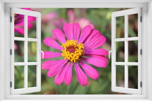 Fototapeta Naklejka Na Ścianę Okno 3D - Pink zinnia flower