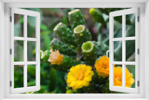 Fototapeta Naklejka Na Ścianę Okno 3D - Beautiful blooming yellow cactus flowers