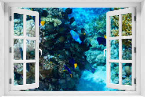 Fototapeta Naklejka Na Ścianę Okno 3D - Coral Reef at the Red Sea, Egypt
