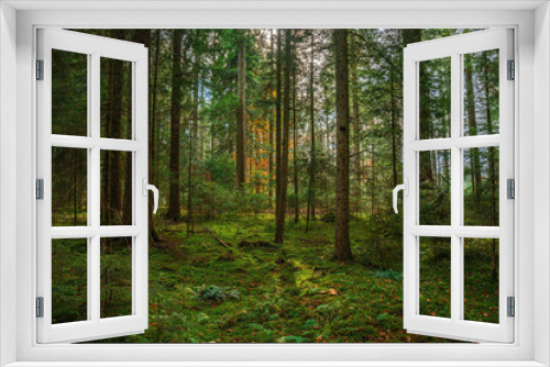 Fototapeta Naklejka Na Ścianę Okno 3D - The Black forest at autumn