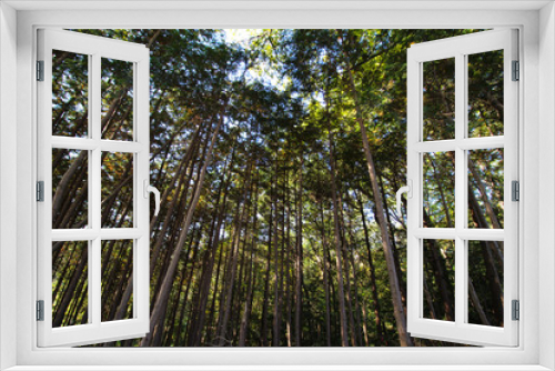 Fototapeta Naklejka Na Ścianę Okno 3D - Autumn forest landscape