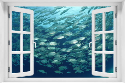 Fototapeta Naklejka Na Ścianę Okno 3D - Makrelenschwarm
