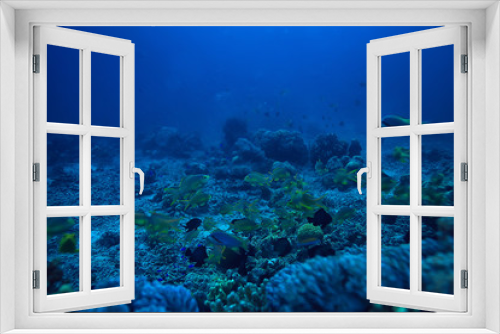Fototapeta Naklejka Na Ścianę Okno 3D - under water ocean / landscape underwater world, scene blue idyll nature