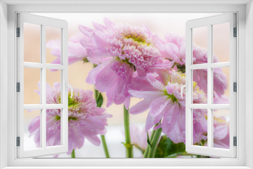 Fototapeta Naklejka Na Ścianę Okno 3D - Wet chrysanthemum macro photo