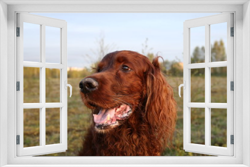 Fototapeta Naklejka Na Ścianę Okno 3D - Pensive wary Irish Setter dog in meadow during sunsetPensive wary Irish Setter dog in meadow during sunset