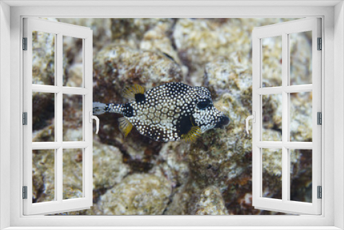 Fototapeta Naklejka Na Ścianę Okno 3D - Smooth Trunkfish