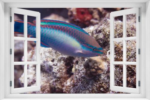 Fototapeta Naklejka Na Ścianę Okno 3D - Princess Parrotfish on Coral Reef