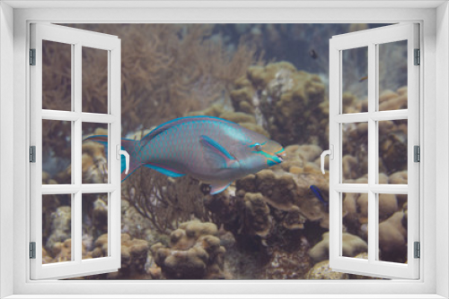 Fototapeta Naklejka Na Ścianę Okno 3D - Queen Parrotfish