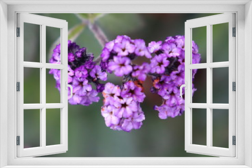 Fototapeta Naklejka Na Ścianę Okno 3D - purple flowers of lilac