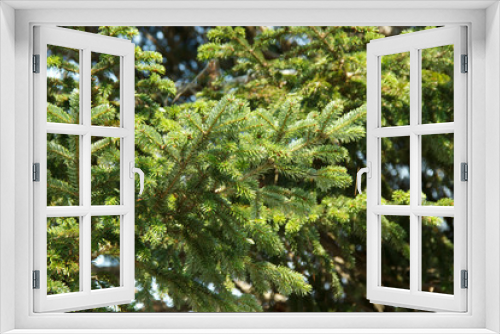 Fototapeta Naklejka Na Ścianę Okno 3D - Spruce green branches close-up. New Year theme. Christmas tree