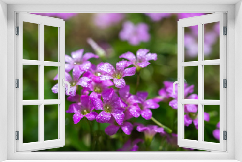 Fototapeta Naklejka Na Ścianę Okno 3D - ムラサキカタバミの花