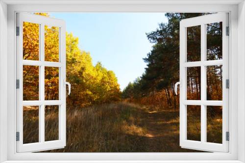 Fototapeta Naklejka Na Ścianę Okno 3D - autumn forest of coniferous and deciduous in the light of the sun