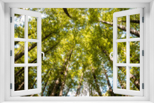 Fototapeta Naklejka Na Ścianę Okno 3D - alberi