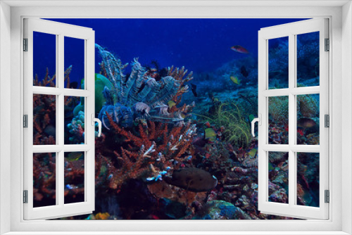 Fototapeta Naklejka Na Ścianę Okno 3D - diving into water / sea scene, rest in the ocean, wildlife under water