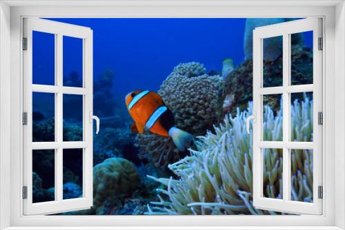 Fototapeta Naklejka Na Ścianę Okno 3D - under water ocean / landscape underwater world, scene blue idyll nature