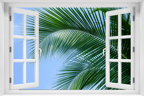 Fototapeta Naklejka Na Ścianę Okno 3D - tropical palm leaf background, coconut palm trees perspective view