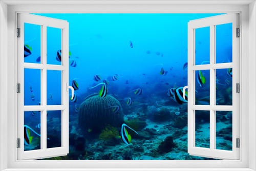 Fototapeta Naklejka Na Ścianę Okno 3D - underwater scene / coral reef, world ocean wildlife landscape