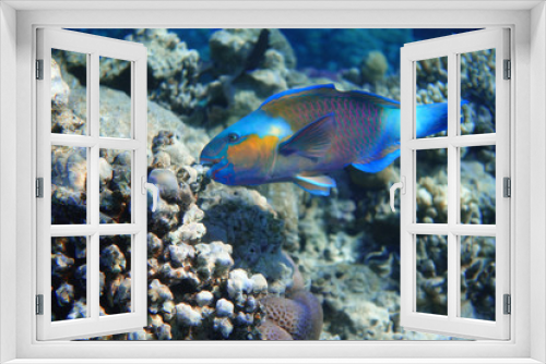 Fototapeta Naklejka Na Ścianę Okno 3D - Parrotfish In The Ocean. Colorful Tropical Fish In The Sea.