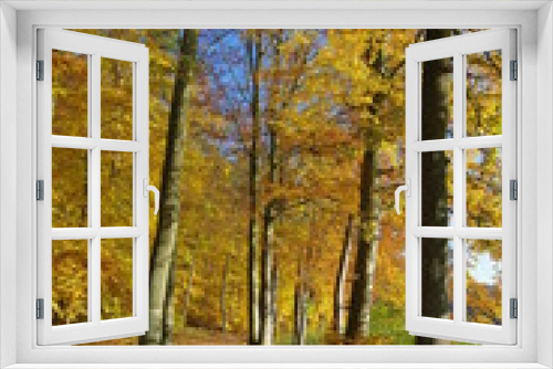 Fototapeta Naklejka Na Ścianę Okno 3D - Herbstwald mit gelben Blättern
