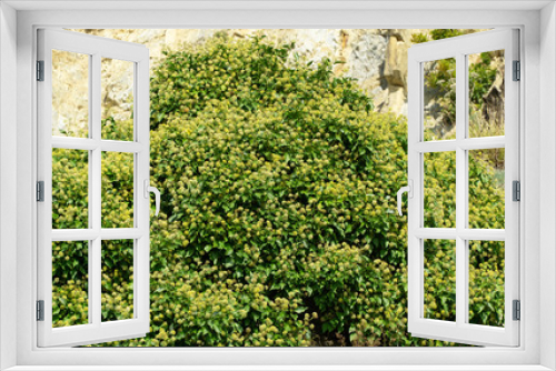 Fototapeta Naklejka Na Ścianę Okno 3D - Lot of small green flowers of English ivy (Hedera helix, European ivy), climbing the Caucasus mountains on the Black Sea coast. Blooms in autumn in Olginka. Selective focus