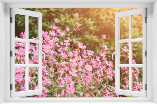 Fototapeta Naklejka Na Ścianę Okno 3D - Pink blossom flowers in garden. Spring beauty nature.