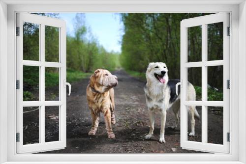 Fototapeta Naklejka Na Ścianę Okno 3D - Dogs walking on country road in spring forest